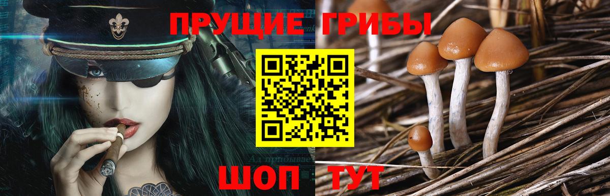 Гай  Галлюциногенные грибы ЛСД  Вход с VPN 